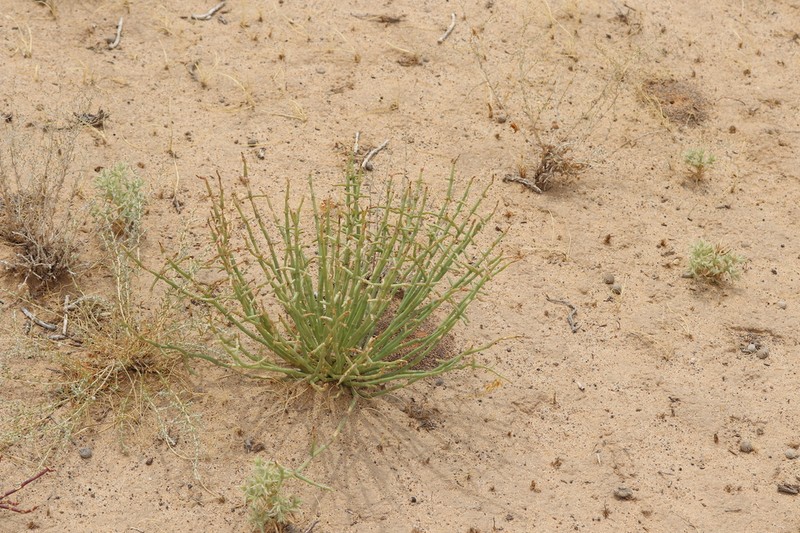 Anabasis brachiata