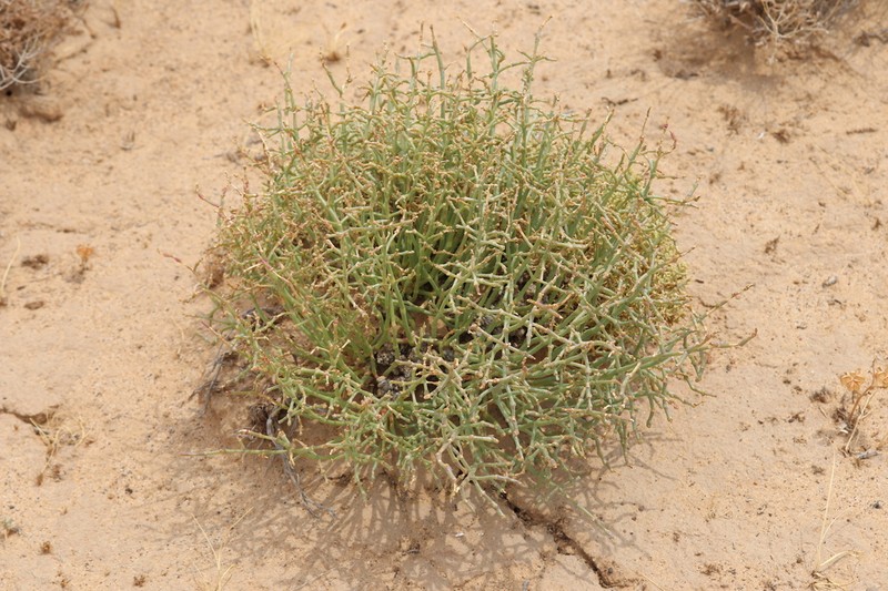 Anabasis brachiata photo 2