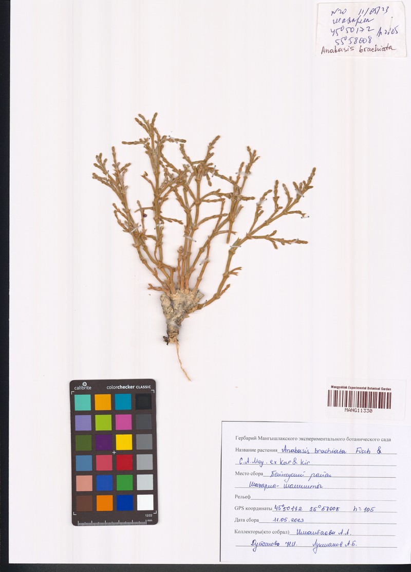 Anabasis brachiata photo 5