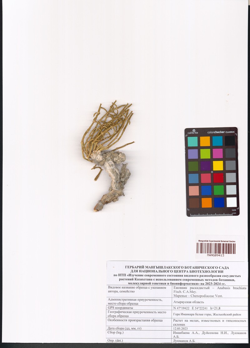 Anabasis brachiata photo 6