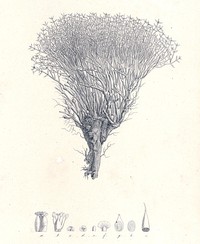 Anabasis brevifolia