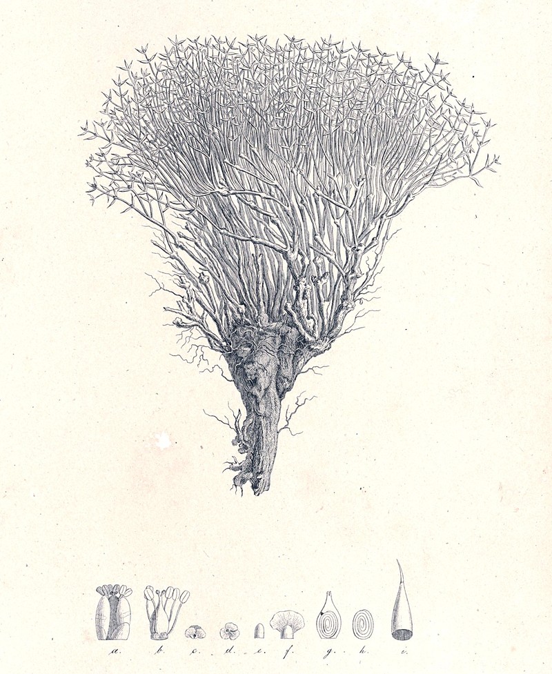 Anabasis brevifolia