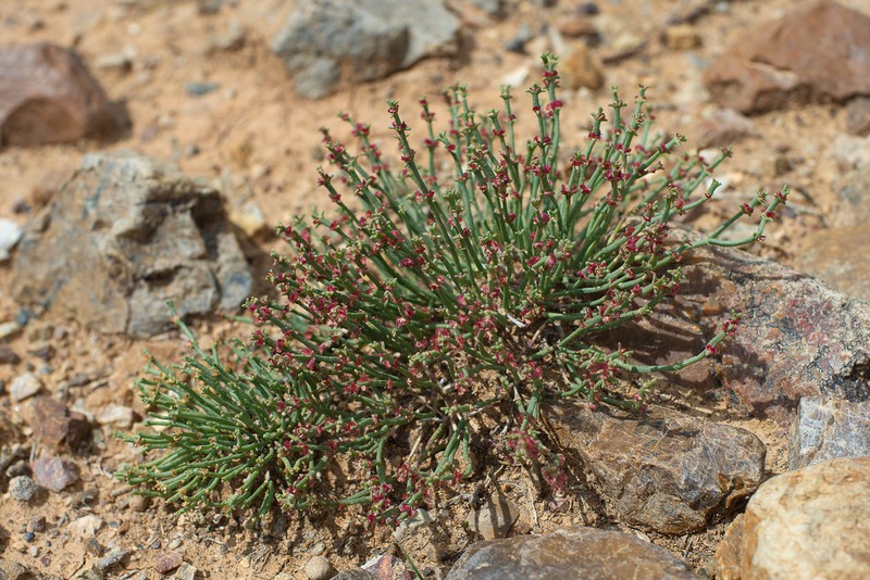 Anabasis brevifolia photo 2