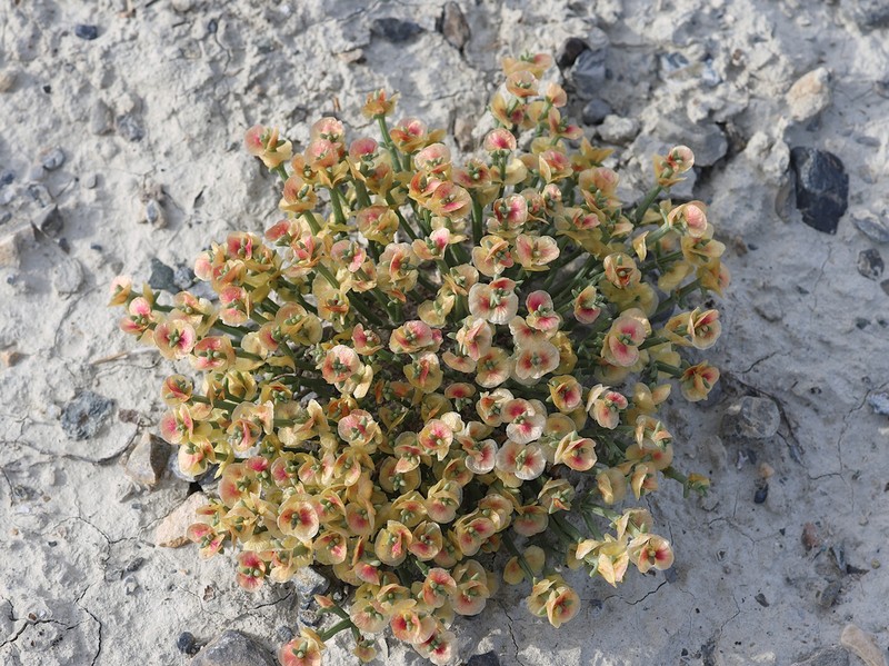Anabasis brevifolia photo 3