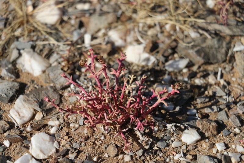 Anabasis brevifolia photo 4