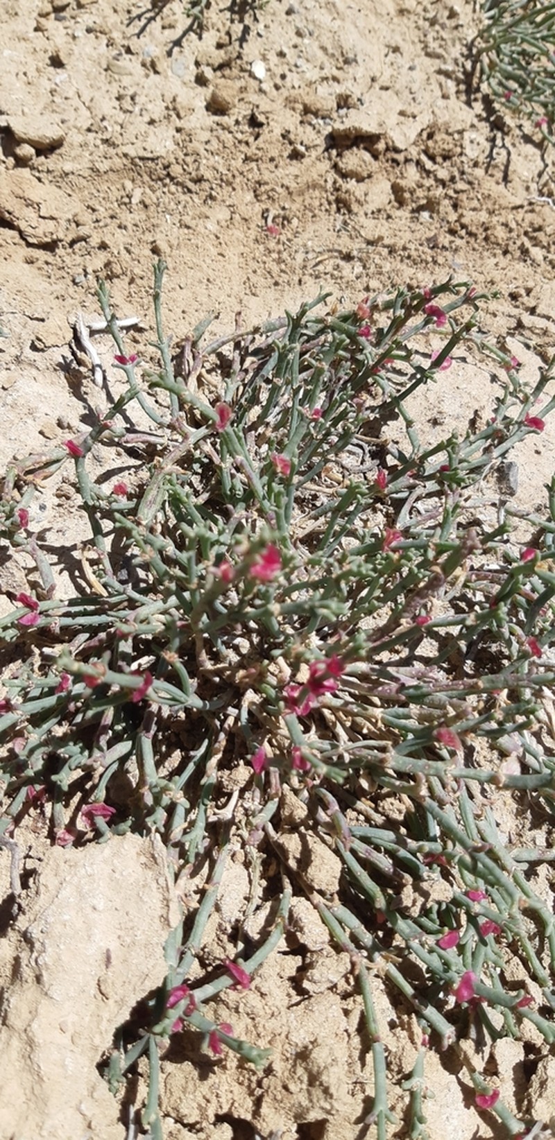 Anabasis brevifolia photo 6