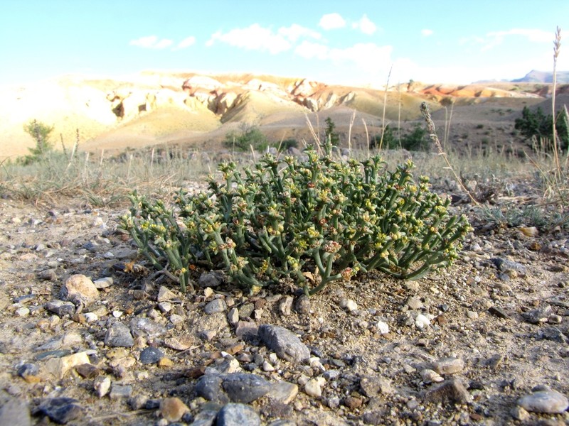 Anabasis brevifolia photo 7