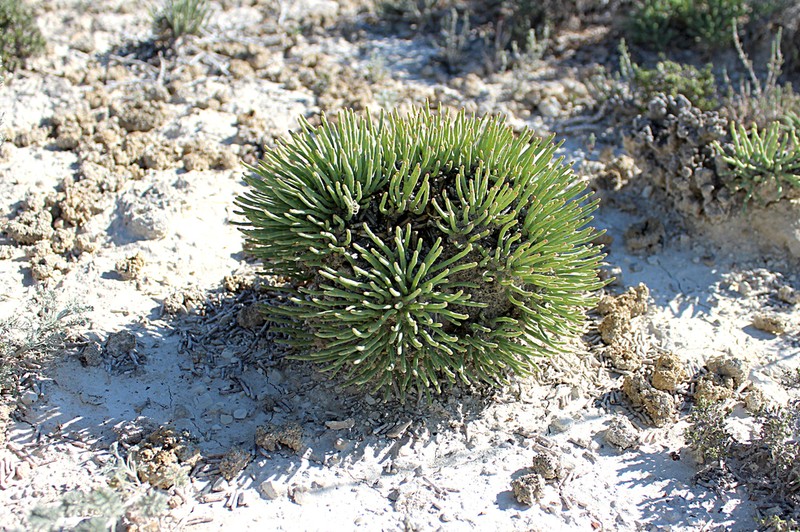 Anabasis cretacea photo 2