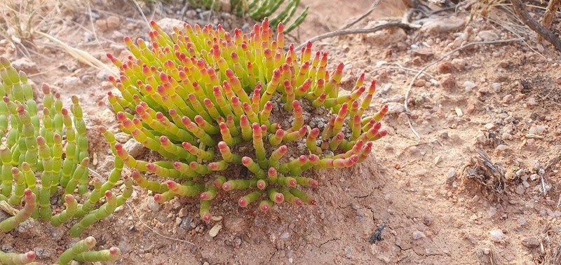 Anabasis cretacea photo 4