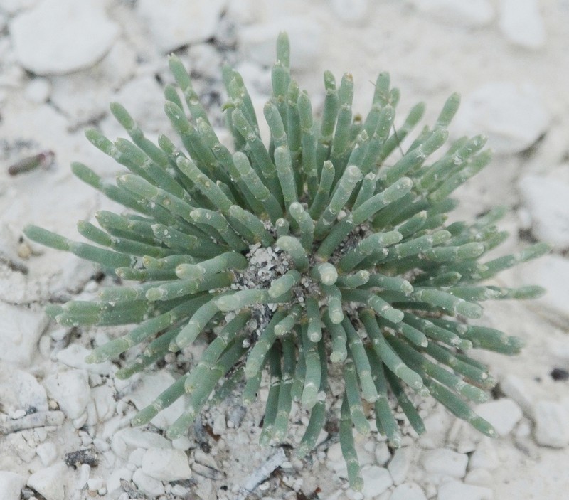 Anabasis cretacea photo 5