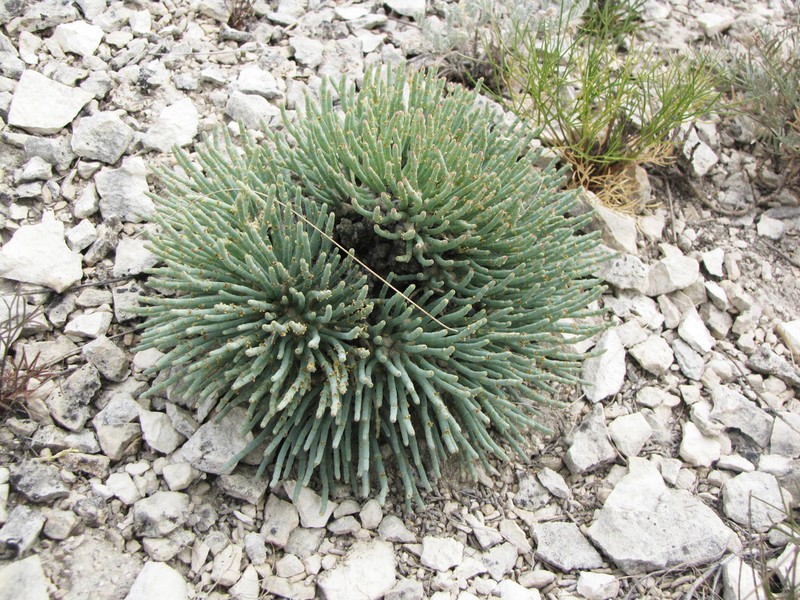 Anabasis cretacea photo 8