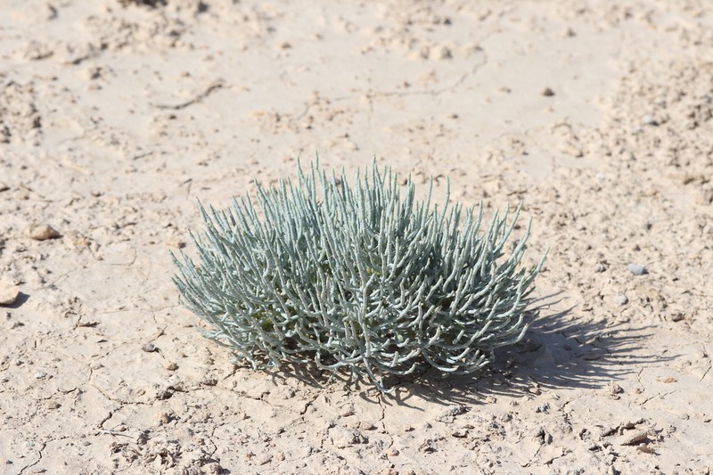 Anabasis eriopoda