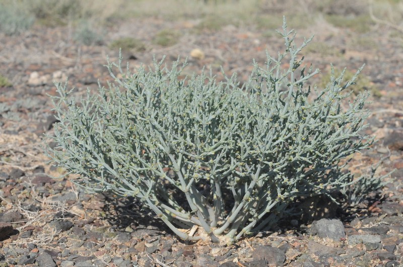Anabasis eriopoda photo 2