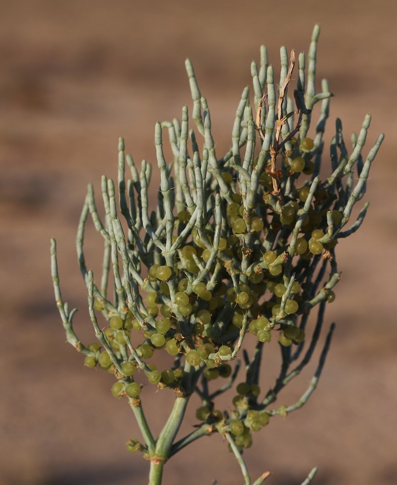 Anabasis eriopoda photo 3