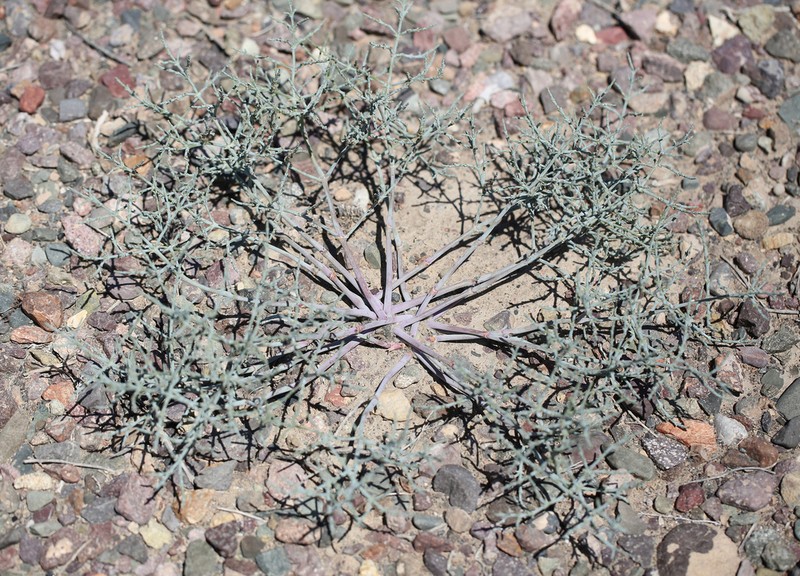 Anabasis eriopoda photo 4