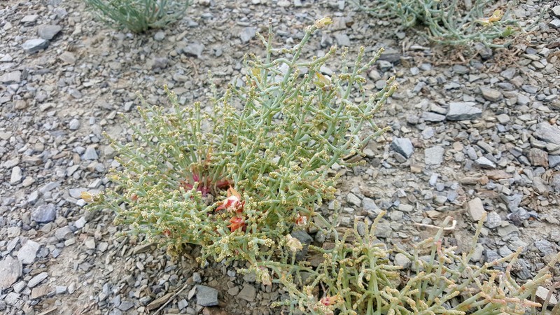 Anabasis eriopoda photo 6