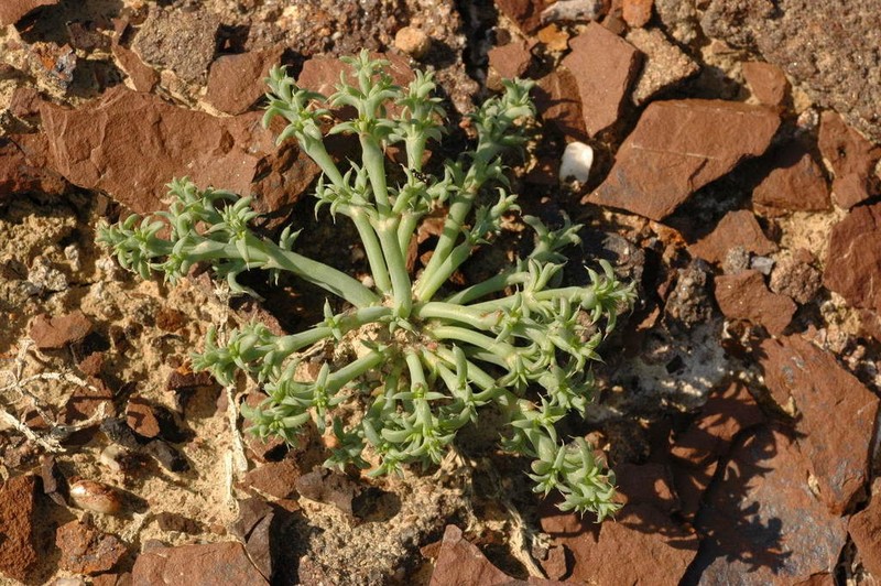Anabasis eriopoda photo 8