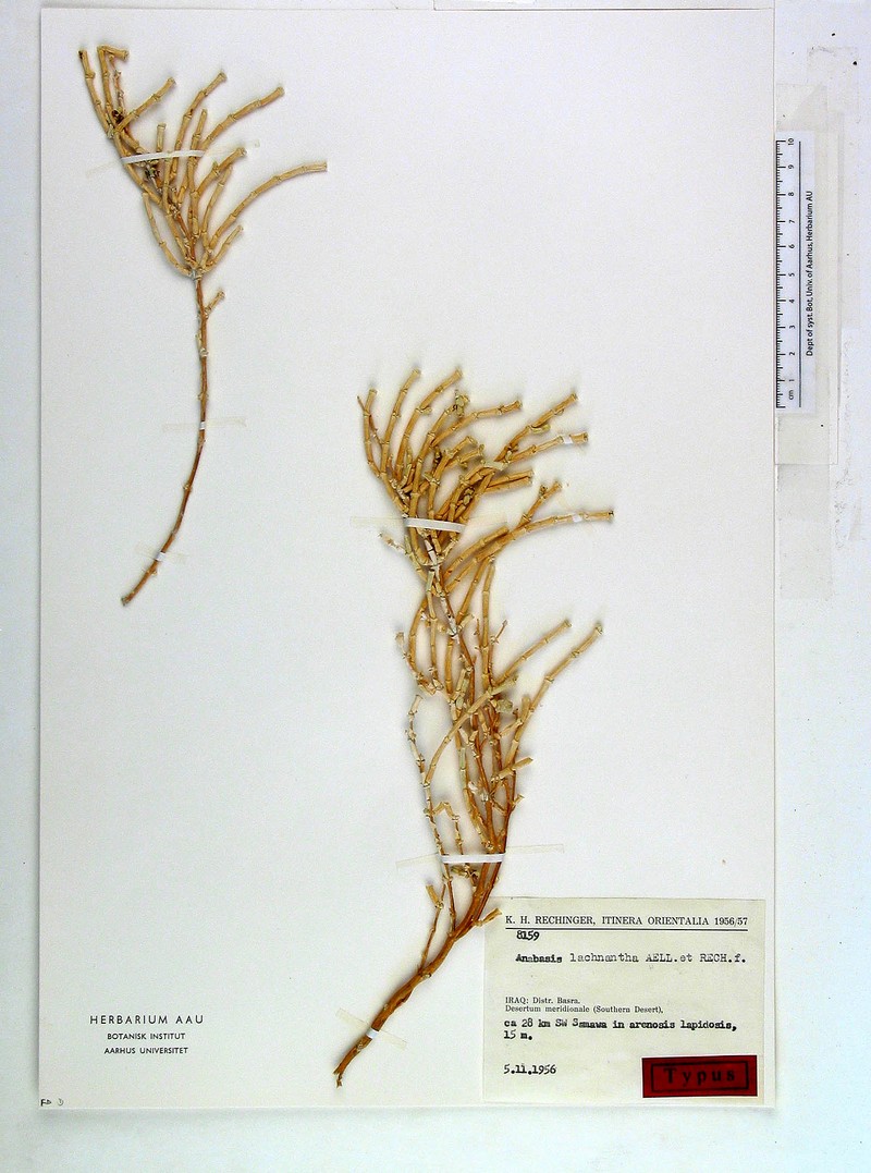 Anabasis lachnantha