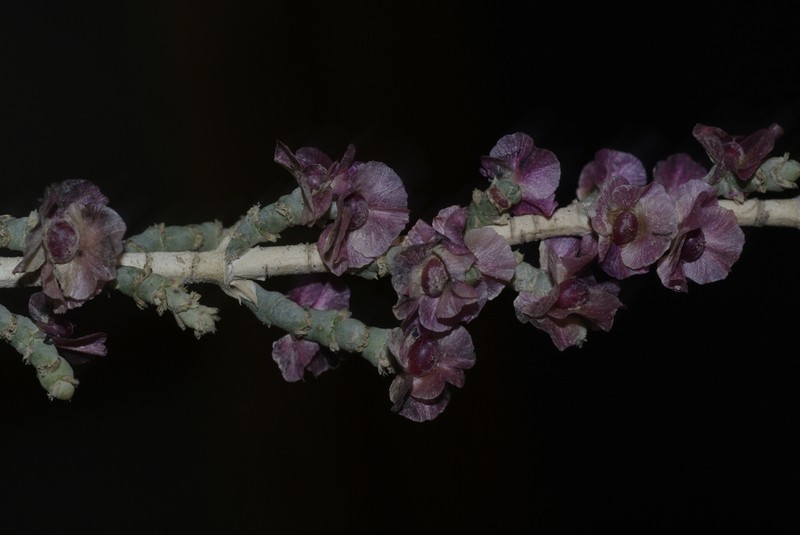 Anabasis oropediorum photo 2