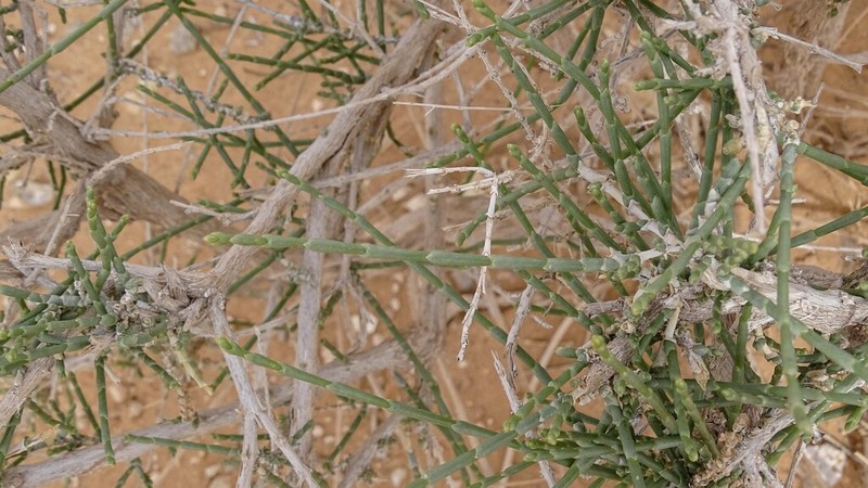 Anabasis oropediorum photo 5