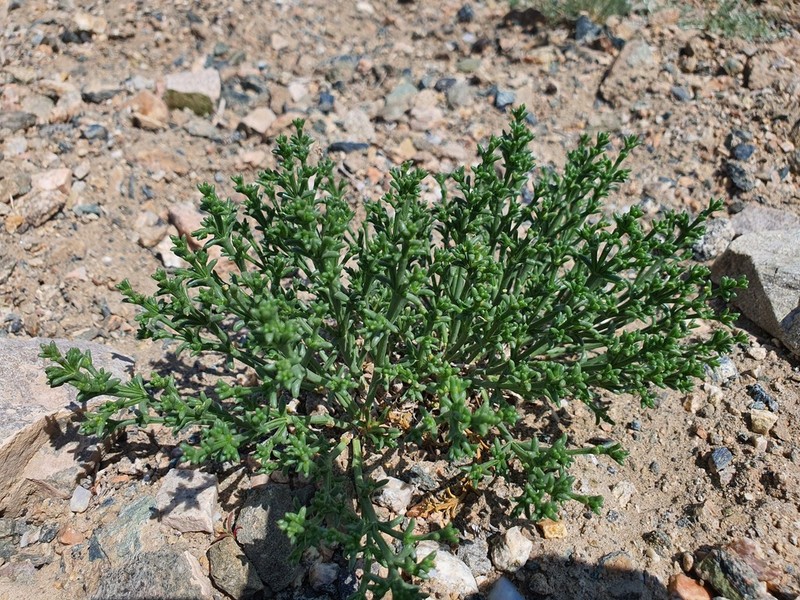 Anabasis pelliotii photo 2