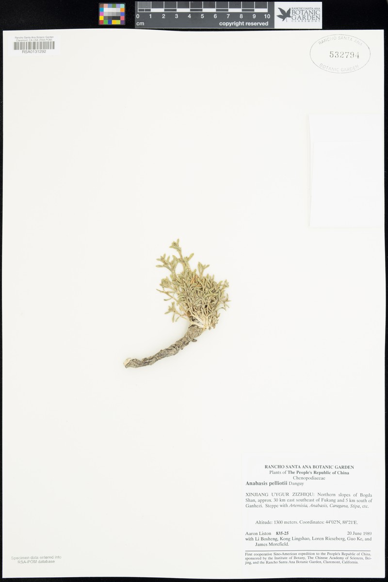 Anabasis pelliotii photo 4