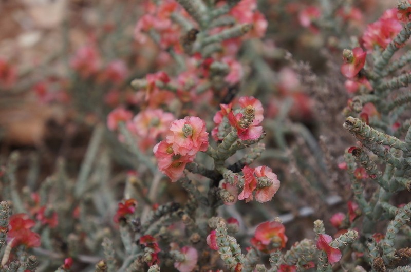Anabasis prostrata
