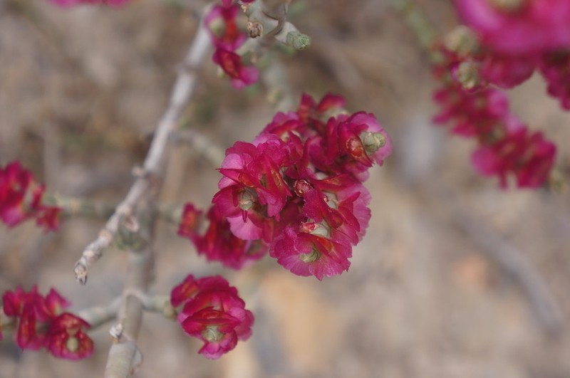 Anabasis prostrata photo 2
