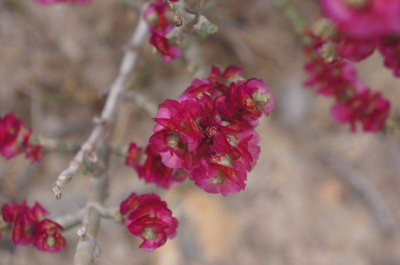 Anabasis prostrata photo 3