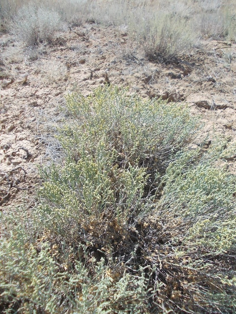 Anabasis salsa photo 2