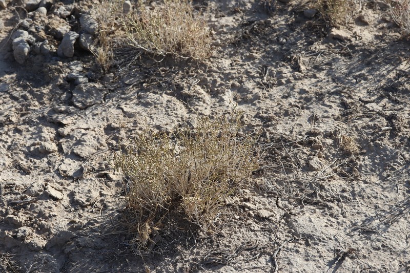Anabasis salsa photo 3