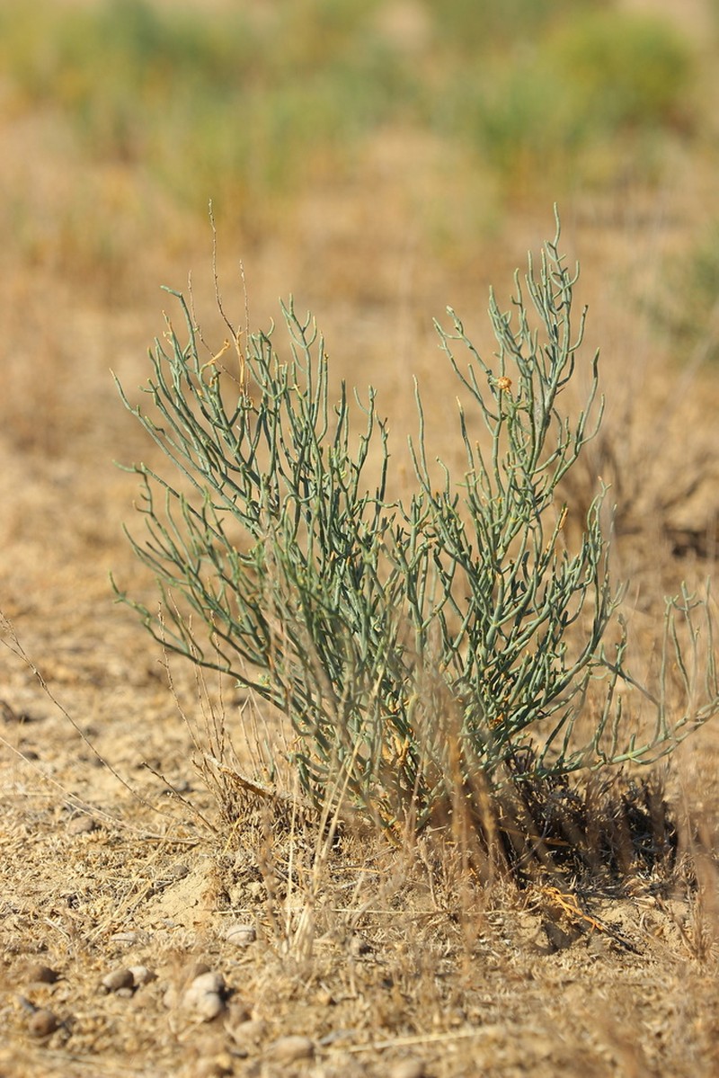 Anabasis salsa photo 4