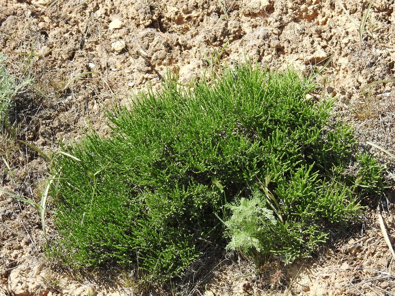 Anabasis salsa photo 6