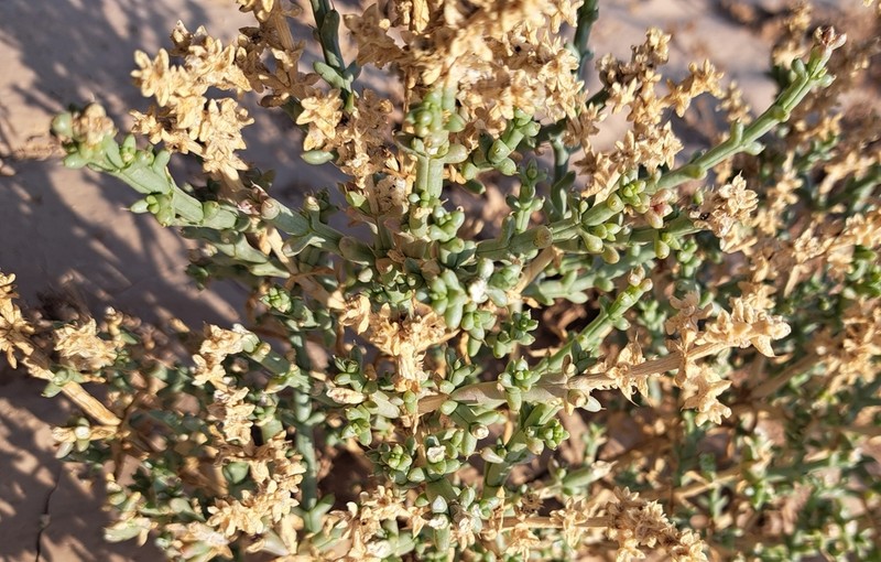 Anabasis setifera