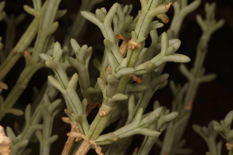 Anabasis setifera photo 2