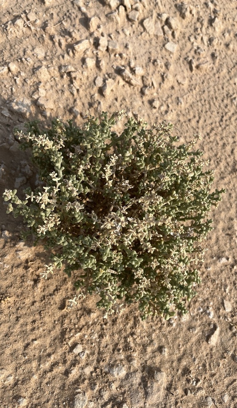 Anabasis setifera photo 3