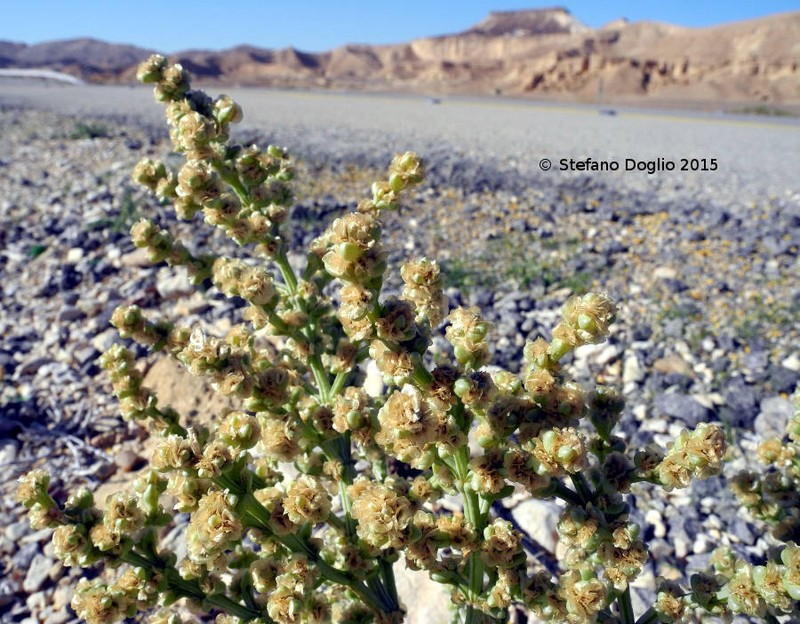 Anabasis setifera photo 4