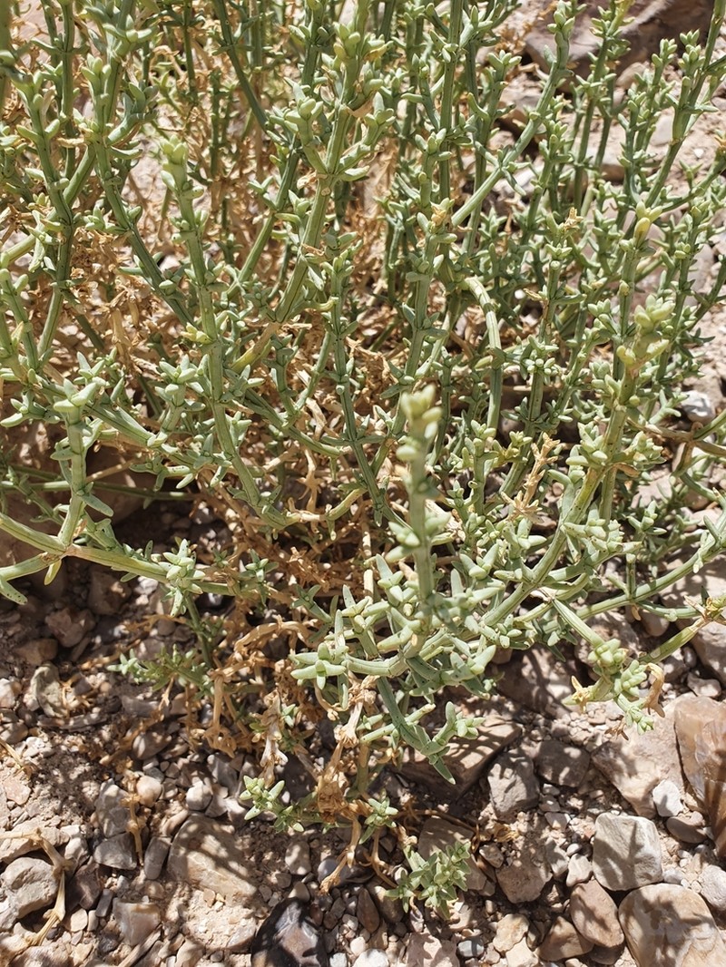 Anabasis setifera photo 5