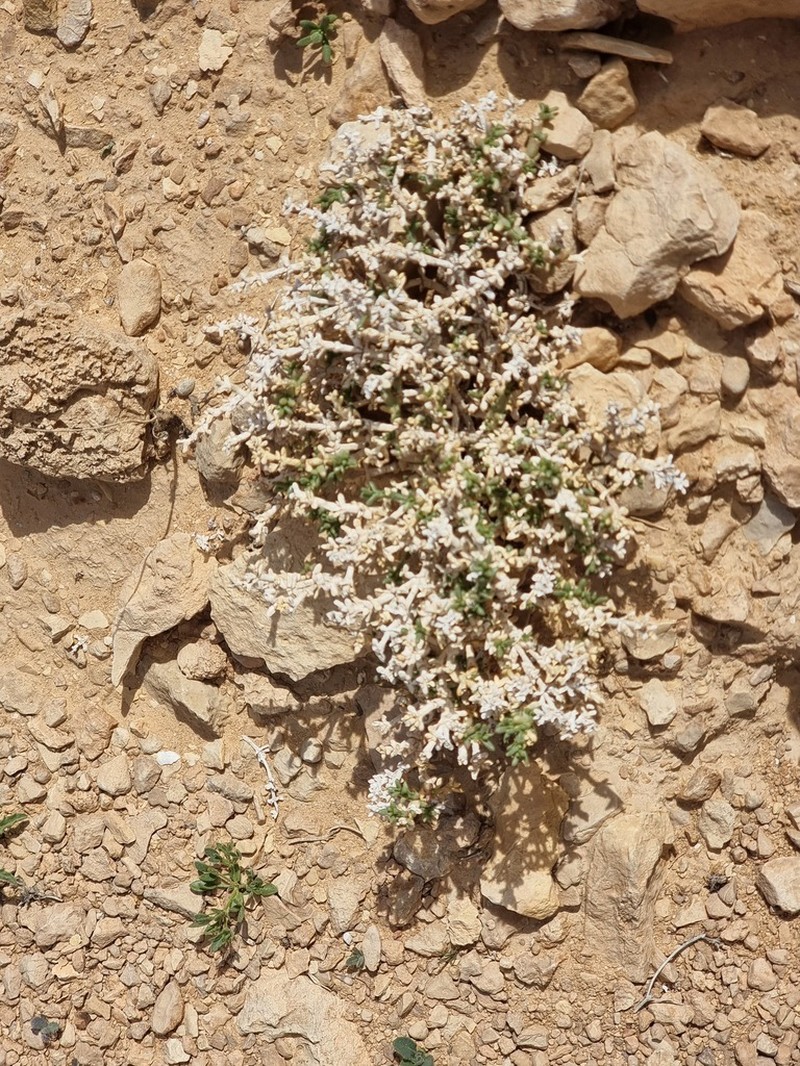 Anabasis setifera photo 6