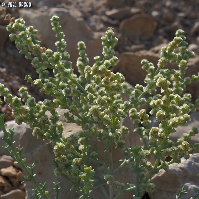 Anabasis setifera photo 7