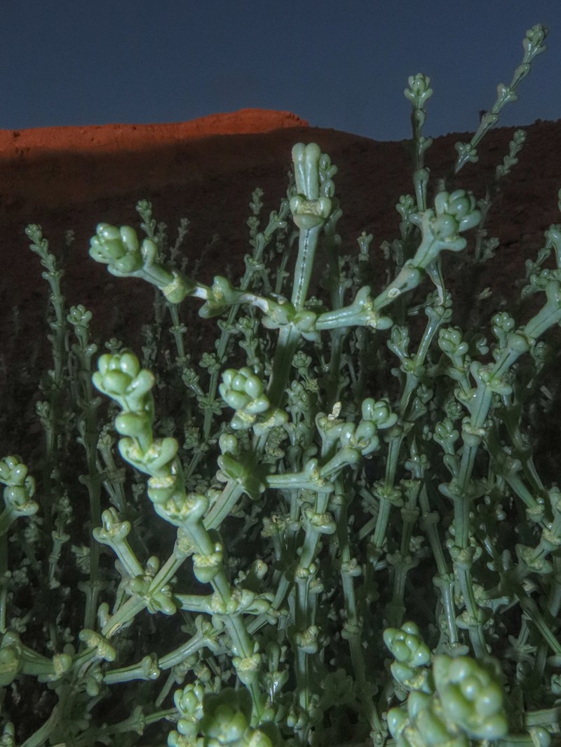 Anabasis setifera photo 8