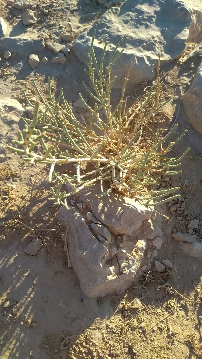 Anabasis syriaca photo 4