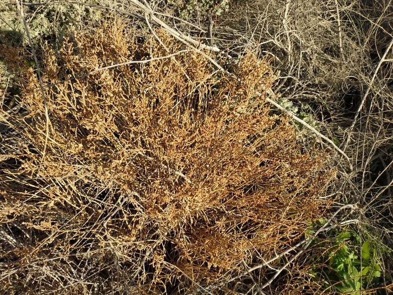 Anabasis syriaca photo 6