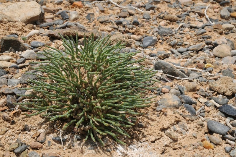 Anabasis truncata photo 2