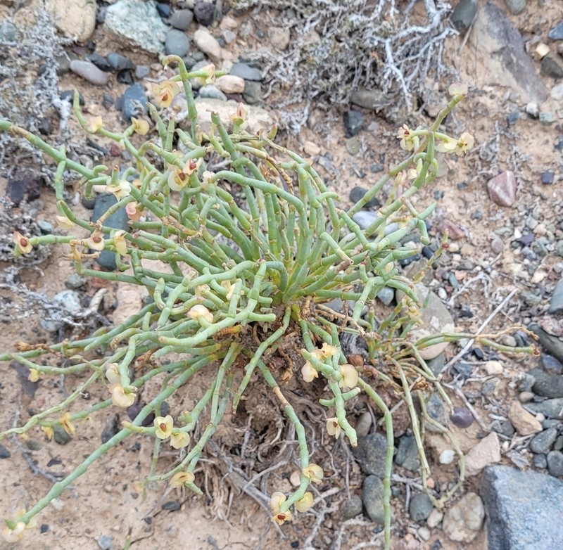 Anabasis truncata photo 3