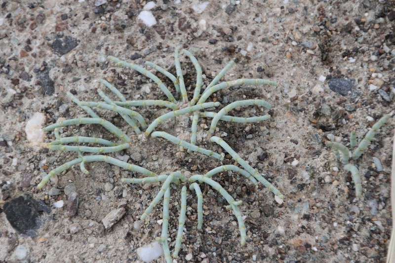 Anabasis truncata photo 4