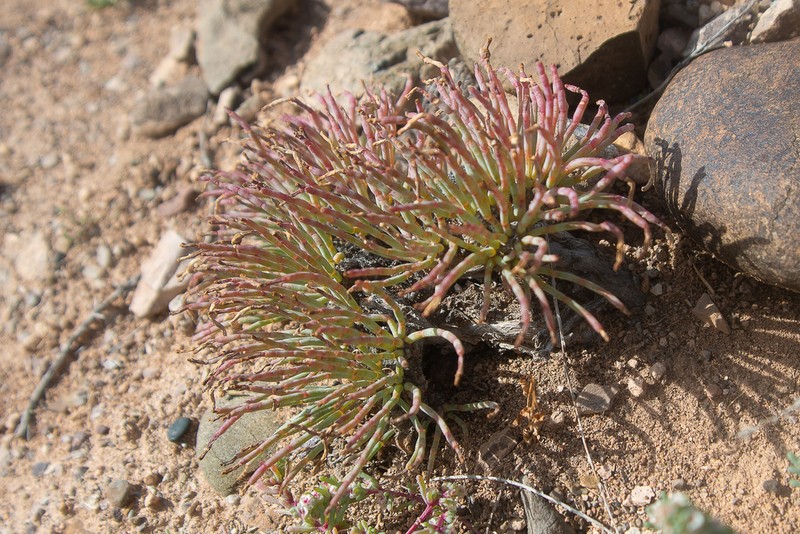 Anabasis truncata photo 5