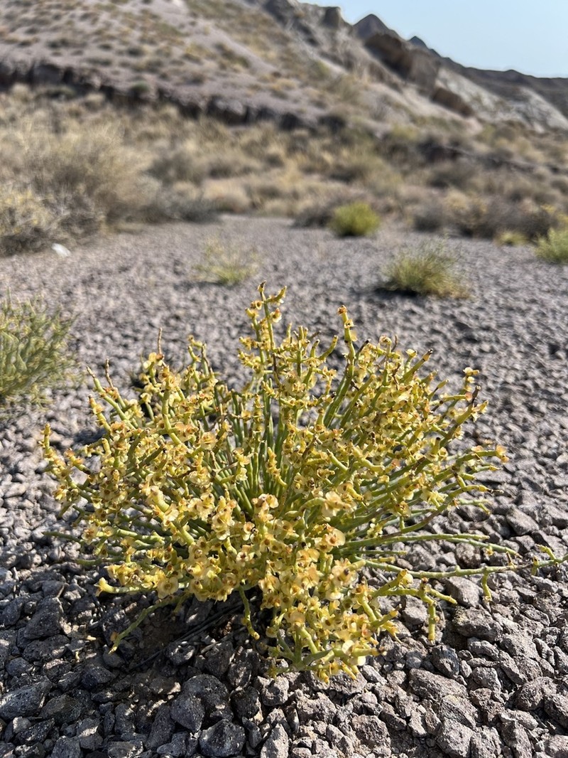 Anabasis truncata photo 8