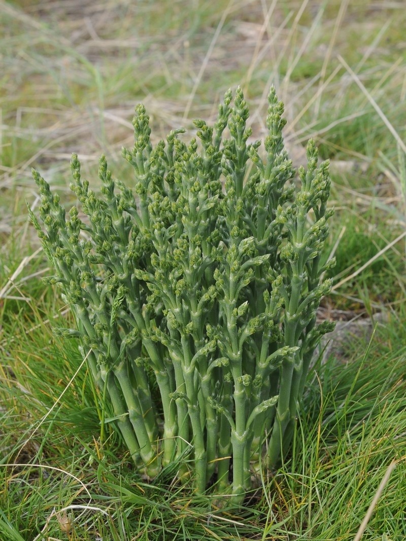 Anabasis turkestanica photo 2
