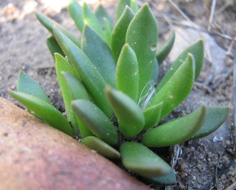 Anacampseros affinis photo 3